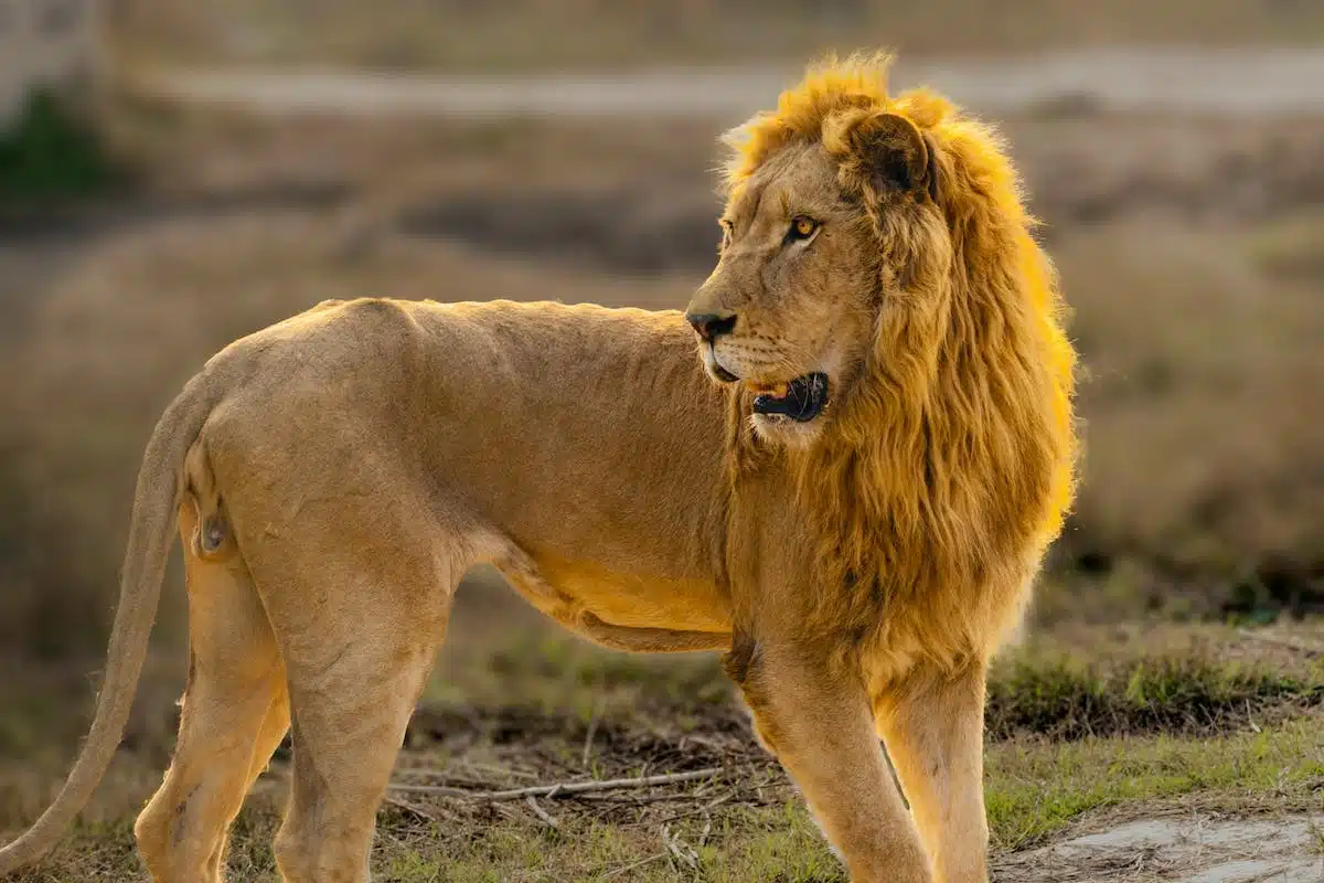 Les animaux les plus redoutables de la faune africaine